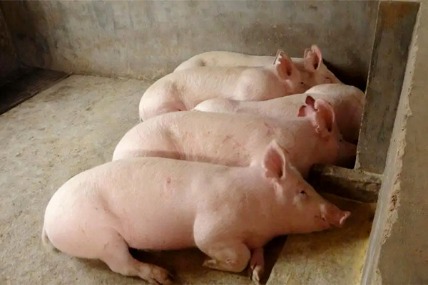 肉豬想要健康快速生長，沸石一定要了解一下-國投盛世