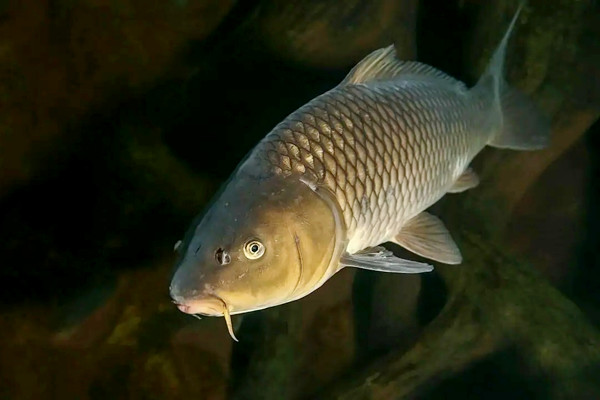 養(yǎng)哪種魚可以放沸石粉？又如何使用呢？