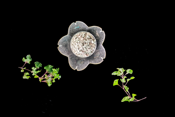 天然沸石對油菜種植有什么影響？-國投盛世