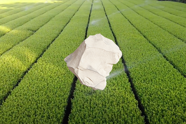 增產(chǎn)茶葉用天然沸石是否可行？