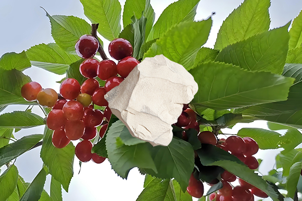 想為櫻桃增產(chǎn)用天然沸石怎么樣？-國投盛世