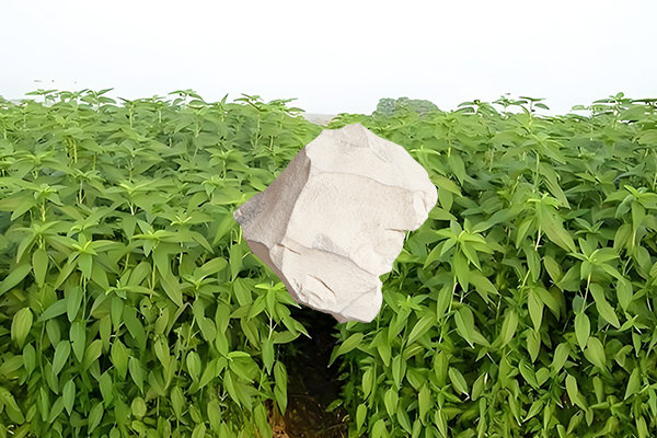 黃麻種植過程中添加沸石能否有效提升產(chǎn)量？-國投盛世
