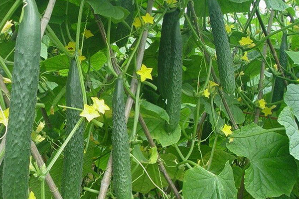 種植黃瓜為什么要用沸石？