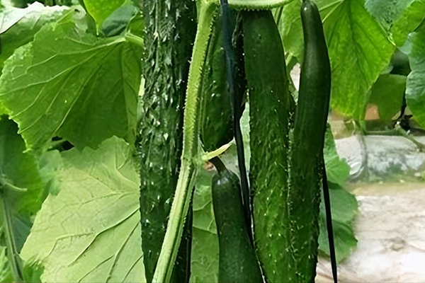 種植黃瓜用多大粒徑的沸石？