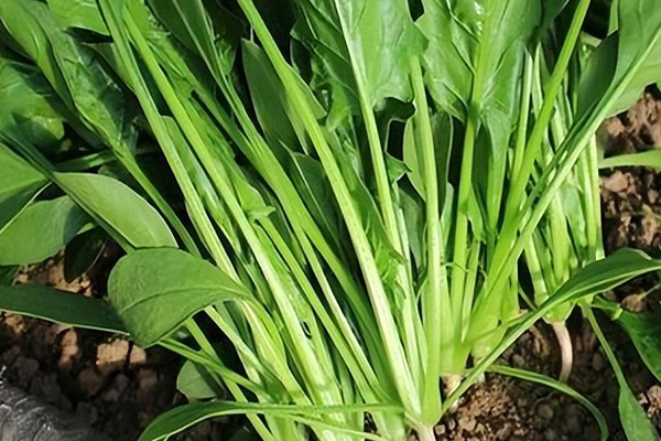 沸石能否對(duì)菠菜的種植進(jìn)行增產(chǎn)？