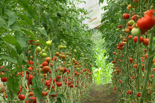 蔬菜大棚種植中一畝地需用多少沸石？-國投盛世