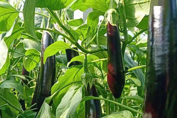 種植茄子時添加沸石真的能促進(jìn)生長嗎？-國投盛世