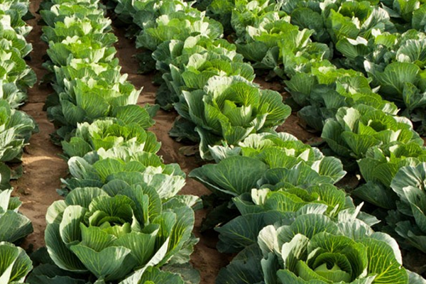 為什么在種植甘藍時添加沸石能促進生長？