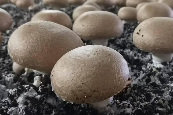 種蘑菇時(shí)加入沸石真的能夠有效提升產(chǎn)量嗎？