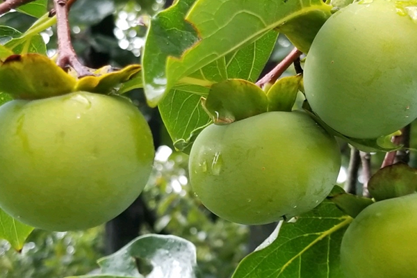 沸石對(duì)柿子增產(chǎn)有幫助嗎？