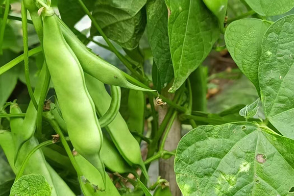 沸石能為扁豆種植帶來(lái)哪些改變？-國(guó)投盛世