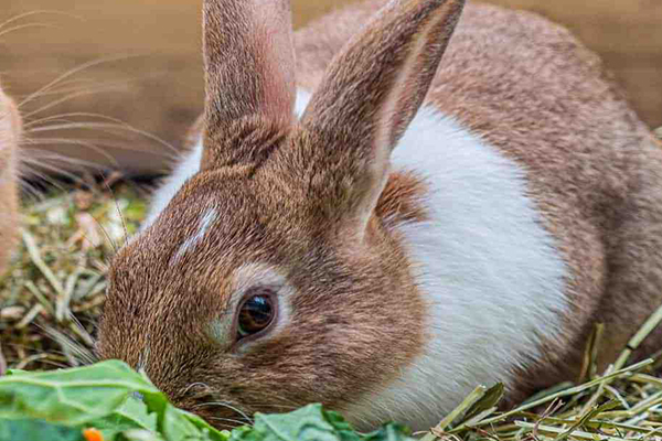 沸石在家兔飼料中應用效果如何？-國投盛世