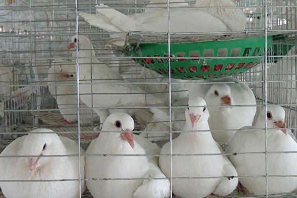 為什么肉鴿飼料中添加沸石能促進健康與生產(chǎn)？