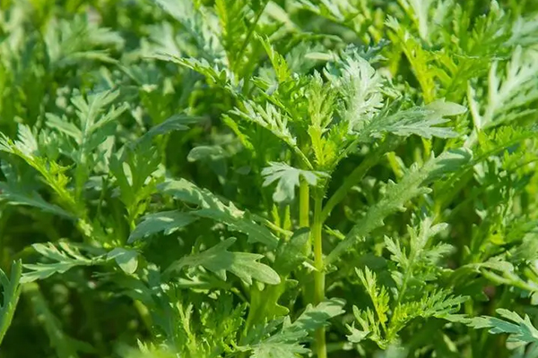 為什么種植茼蒿時(shí)加入沸石能增產(chǎn)？