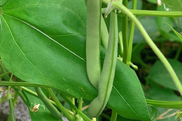 種植四季豆時(shí)加入沸石能提高產(chǎn)量嗎？