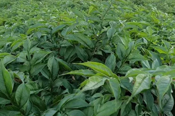 種植魔芋時加入沸石能提高產(chǎn)量嗎？