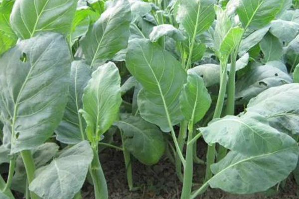 為何在種植芥藍(lán)時(shí)選擇添加沸石？