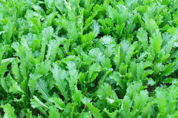 種植雪里蕻時加入沸石能提升產(chǎn)量嗎？-國投盛世