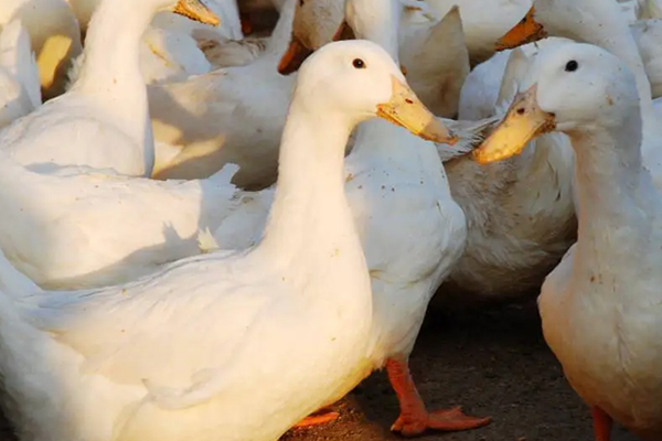 飼養(yǎng)肉鴨時加入沸石有什么好處？-國投盛世