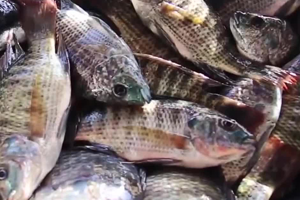 養(yǎng)羅非魚時(shí)加入沸石能帶來哪些好處？