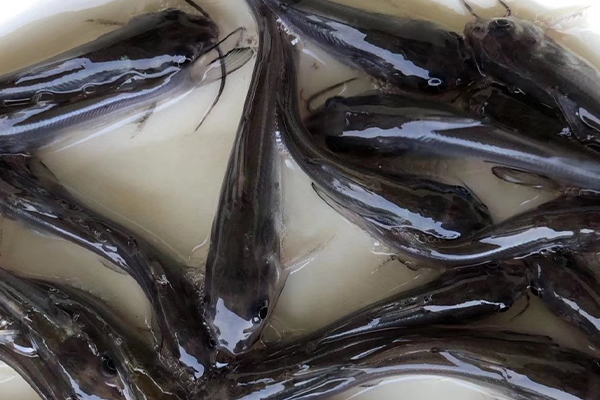 養(yǎng)鯰魚時加入沸石能帶來哪些好處？-國投盛世
