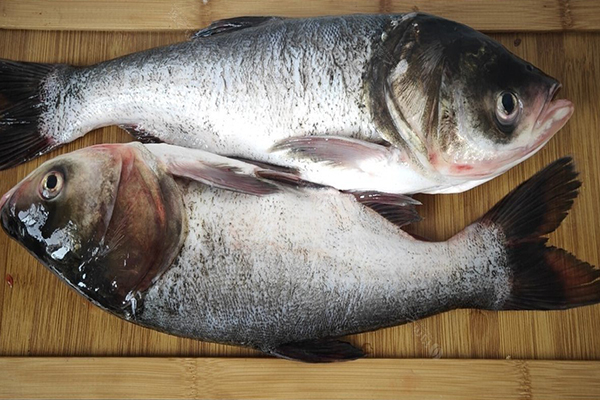 養(yǎng)胖頭魚時加入沸石能提升養(yǎng)殖效果嗎？-國投盛世