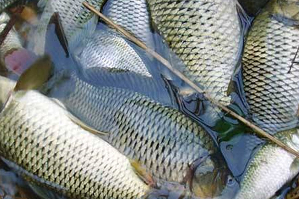 養(yǎng)淡水魚時添加沸石能提升水質嗎？