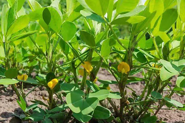 花生種植能否添加沸石？