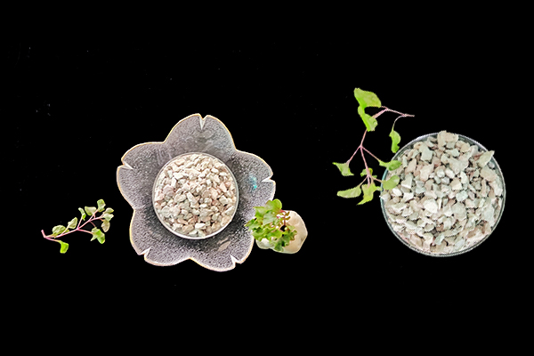 小麥種植時(shí)何時(shí)添加沸石效果最好？