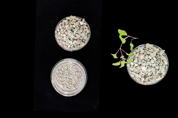 大豆種植何時(shí)添加沸石效果最佳？
