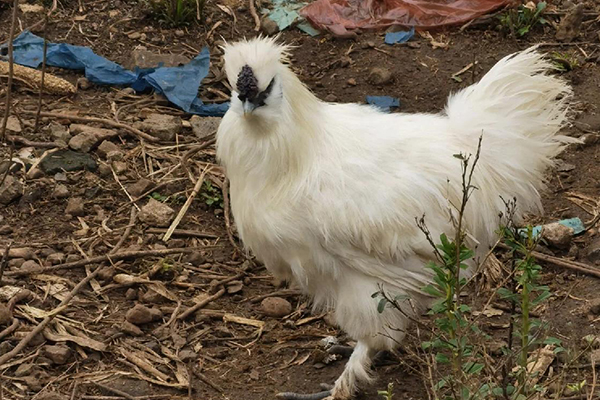 為什么飼養(yǎng)烏雞時加入沸石能改善效益？-國投盛世