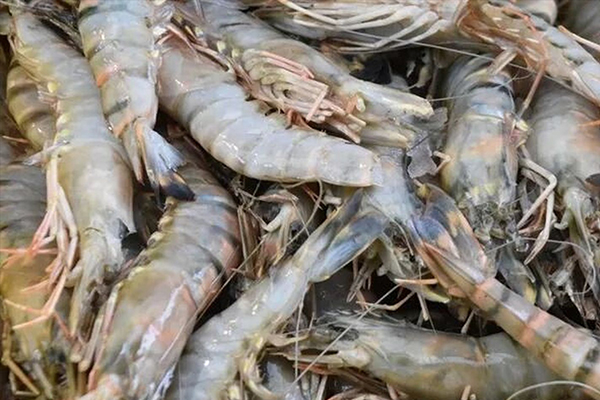 為什么魚蝦養(yǎng)殖加入沸石能優(yōu)化水質(zhì)？