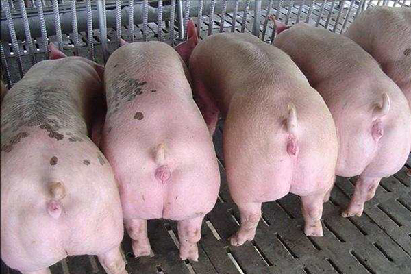 為什么瘦肉型豬養(yǎng)殖加入沸石能增效？