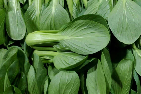 種植小油菜使用沸石能增產(chǎn)嗎？